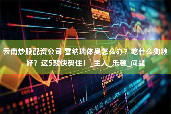 云南炒股配资公司 雪纳瑞体臭怎么办？吃什么狗粮好？这5款快码住！_主人_乐顿_问题